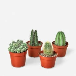 Lulu And Georgia Live Cacti Plants (Set Of 4), 4" Grower Pot