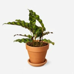Lulu And Georgia Live Calathea Lancifolia Plant (Rattlesnake) Accessories + Décor