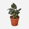 Lulu And Georgia Accessories + Décor Live Ficus Elastica Plant (Burgundy)