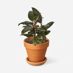 Lulu And Georgia Accessories + Décor Live Ficus Elastica Plant (Burgundy)