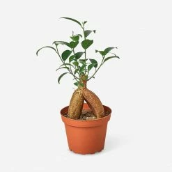 Lulu And Georgia Accessories + Décor Live Ficus Ginseng Plant