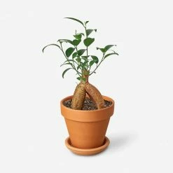 Lulu And Georgia Accessories + Décor Live Ficus Ginseng Plant