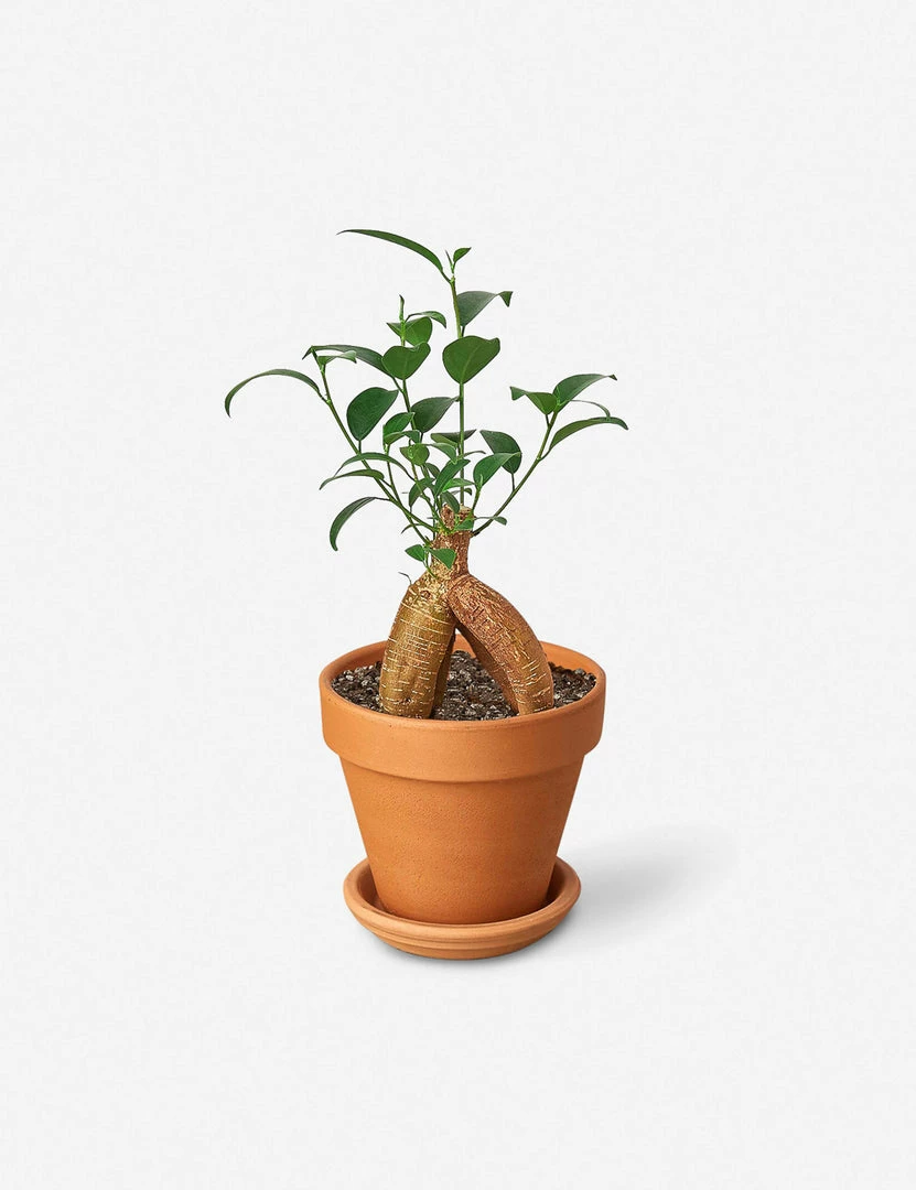 Promo 😉 Lulu And Georgia Accessories + Décor Live Ficus Ginseng Plant 🥰 3 Lulu And Georgia Accessories + Décor Live Ficus Ginseng Plant