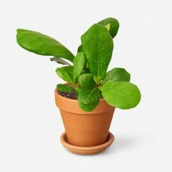 Lulu And Georgia Live Ficus Lyrata Plant (Fiddle Leaf Fig)