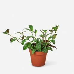 Lulu And Georgia Live Lipstick Plant Accessories + Décor