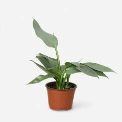 Lulu And Georgia Live Philodendron Plant (Silver Sword) Accessories + Décor