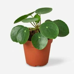 Lulu And Georgia Live Pilea Peperomioides Plant (Chinese Money Plant)