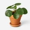 Lulu And Georgia Live Pilea Peperomioides Plant (Chinese Money Plant)