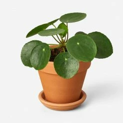 Lulu And Georgia Live Pilea Peperomioides Plant (Chinese Money Plant)