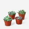 Lulu And Georgia Live Echeveria Succulent Plants (Set Of 4), 4" Grower Pots Accessories + Décor