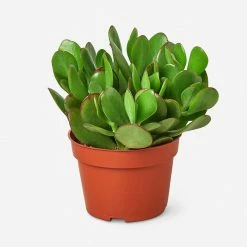 Lulu And Georgia Live Jade Succulent Plant Accessories + Décor