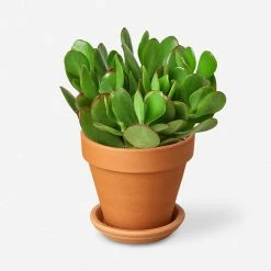 Lulu And Georgia Live Jade Succulent Plant Accessories + Décor