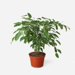 Lulu And Georgia Live Ficus Benjamina Plant