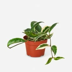 Lulu And Georgia Live Hoya Carnosa Plant (Krimson Queen)