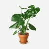 Cheap 🎉 Lulu And Georgia Live Philodendron Monstera Split-Leaf Plant Accessories + Décor 💯 2 Lulu And Georgia Live Philodendron Monstera Split-Leaf Plant Accessories + Décor