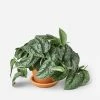 Lulu And Georgia Accessories + Décor Live Pothos Plant (Silver Splash)