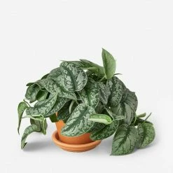 Lulu And Georgia Accessories + Décor Live Pothos Plant (Silver Splash)