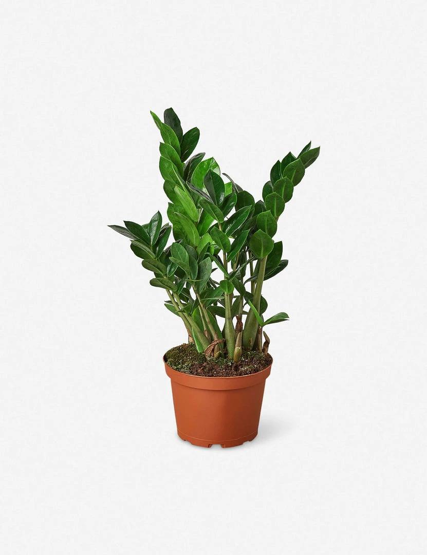 Brand new 😀 Lulu And Georgia Live Zamioculcas Zamiifolia Plant (ZZ Plant) 🤩 4 Lulu And Georgia Live Zamioculcas Zamiifolia Plant (ZZ Plant)