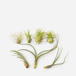 Lulu And Georgia Mossy Greens Live Air Plants (Set Of 7)