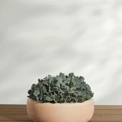 Lulu And Georgia Annalise Planter (Set Of 2) By Campania International