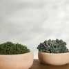 Lulu And Georgia Annalise Planter (Set Of 2) By Campania International