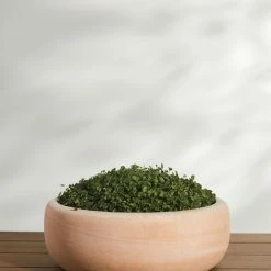 Lulu And Georgia Annalise Planter (Set Of 2) By Campania International