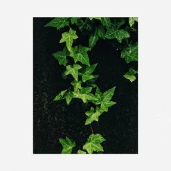 Lulu And Georgia 'Still Life 15' Photography Print By Ashley Johnson