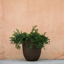 Lulu And Georgia Bradford Planter By Campania International New