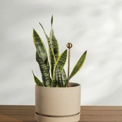 Lulu And Georgia Brass Soil Probe By Greenery Unlimited New