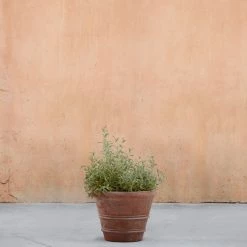 Buy ✨ Lulu And Georgia New Classic Rolled Rim Planter By Campania International 💯 11 Lulu And Georgia New Classic Rolled Rim Planter By Campania International