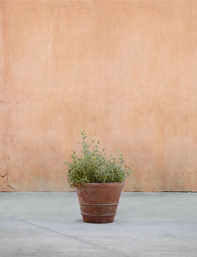 Buy ✨ Lulu And Georgia New Classic Rolled Rim Planter By Campania International 💯 5 Lulu And Georgia New Classic Rolled Rim Planter By Campania International