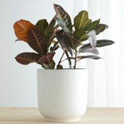 Cheap ✔️ Lulu And Georgia LBE Design Ceramic Bell Shaped Planter 😍 16 Lulu And Georgia LBE Design Ceramic Bell Shaped Planter