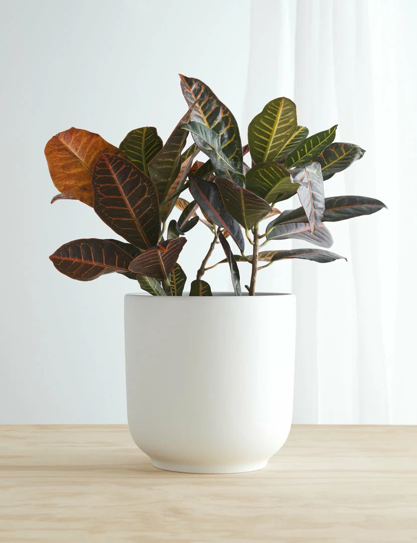 Cheap ✔️ Lulu And Georgia LBE Design Ceramic Bell Shaped Planter 😍 7 Lulu And Georgia LBE Design Ceramic Bell Shaped Planter