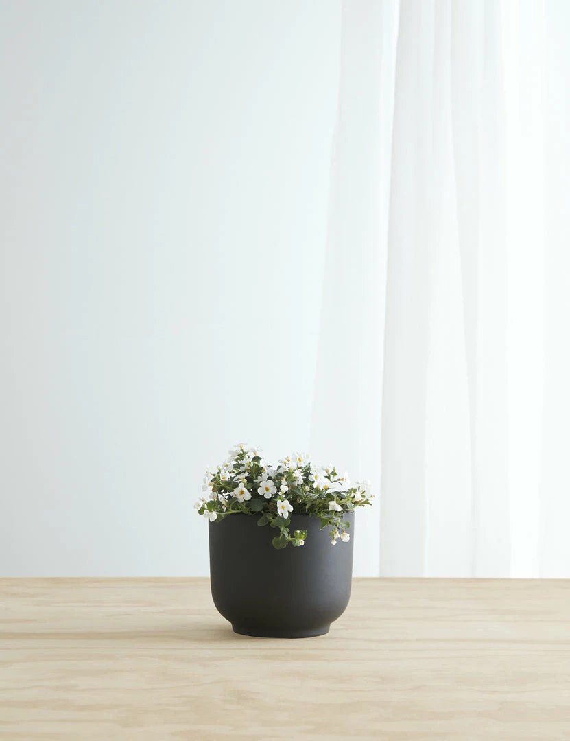 Cheap ✔️ Lulu And Georgia LBE Design Ceramic Bell Shaped Planter 😍 6 Lulu And Georgia LBE Design Ceramic Bell Shaped Planter