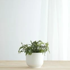 Cheap ✔️ Lulu And Georgia LBE Design Ceramic Bell Shaped Planter 😍 17 Lulu And Georgia LBE Design Ceramic Bell Shaped Planter