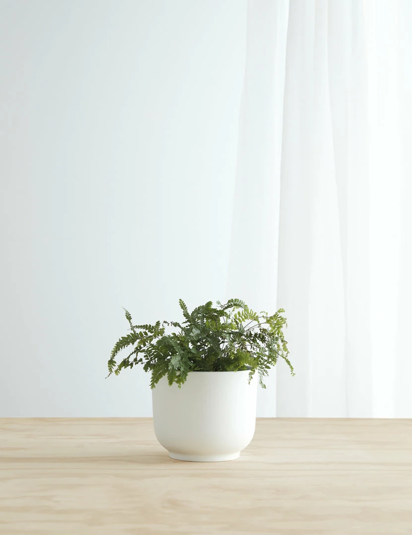 Cheap ✔️ Lulu And Georgia LBE Design Ceramic Bell Shaped Planter 😍 8 Lulu And Georgia LBE Design Ceramic Bell Shaped Planter