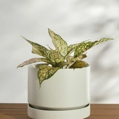 Lulu And Georgia LBE Design Ceramic Indoor / Outdoor Planter