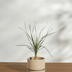 Lulu And Georgia LBE Design Ceramic Indoor / Outdoor Planter