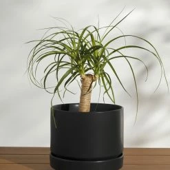 Lulu And Georgia LBE Design Ceramic Indoor / Outdoor Planter