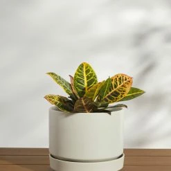 Lulu And Georgia LBE Design Ceramic Indoor / Outdoor Planter