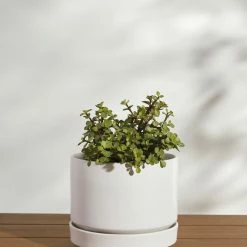 Lulu And Georgia LBE Design Ceramic Indoor / Outdoor Planter