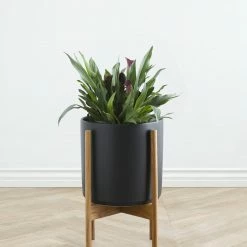 Lulu And Georgia Accessories + Décor LBE Design Ceramic Planter + Teak Stand