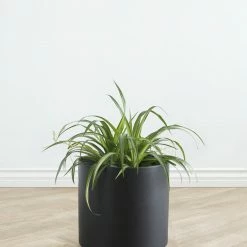 Lulu And Georgia LBE Design Ceramic Planter