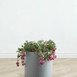 Lulu And Georgia LBE Design Ceramic Planter
