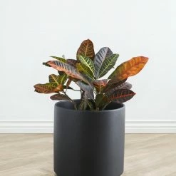 Lulu And Georgia LBE Design Ceramic Planter