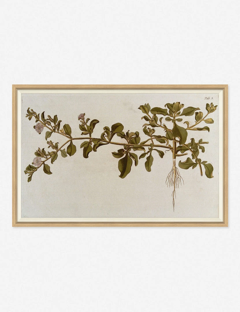 Top 10 🧨 Lulu And Georgia 'Flowering Plants I' Wall Art By Franz Anton Von Scheidl Mossy Greens ✨ 3 Lulu And Georgia 'Flowering Plants I' Wall Art By Franz Anton Von Scheidl Mossy Greens