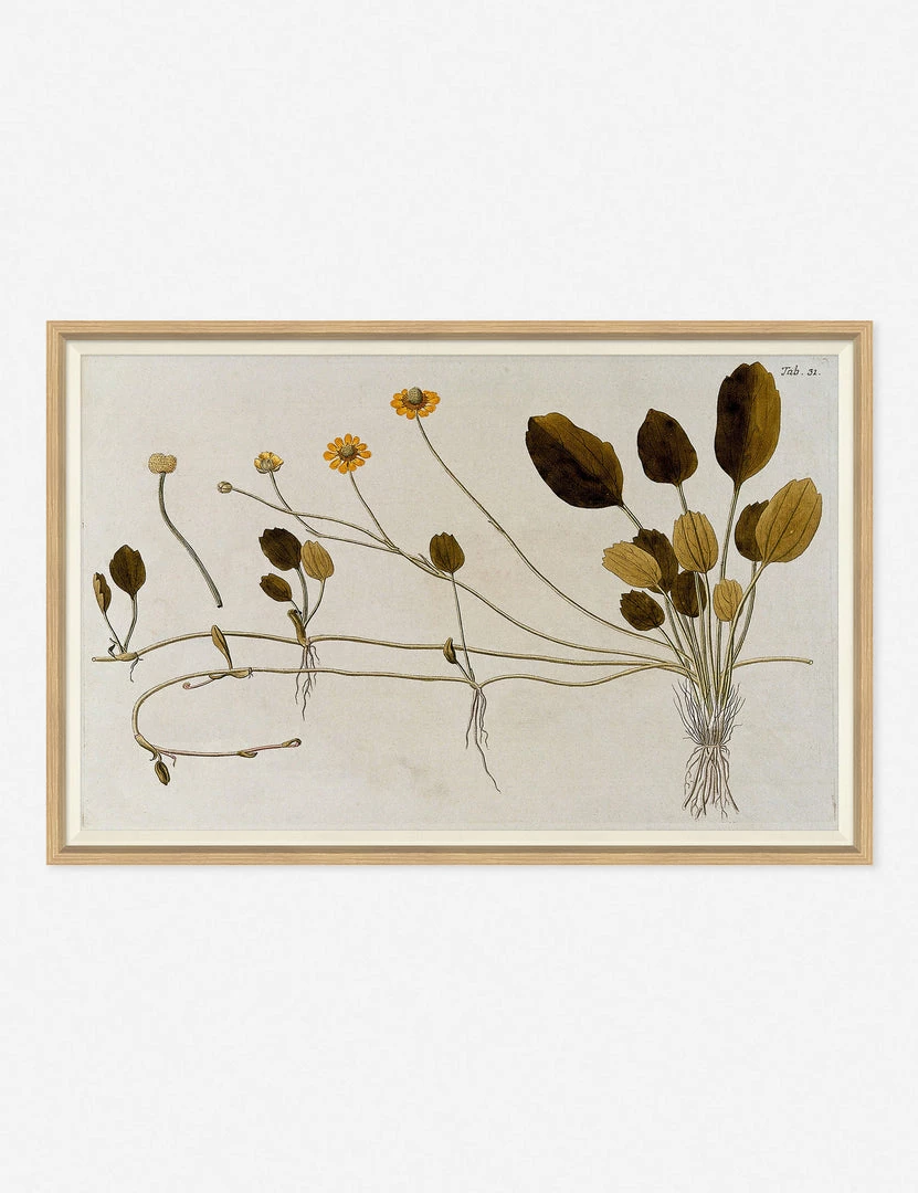 Promo 🔔 Lulu And Georgia 'Flowering Plants II' Wall Art By Franz Anton Von Scheidl Walls ❤️ 3 Lulu And Georgia 'Flowering Plants II' Wall Art By Franz Anton Von Scheidl Walls
