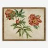 Flash Sale π Lulu And Georgia 'Studies Of Peonies' Wall Art By Martin Schongauer π 2 Lulu And Georgia 'Studies Of Peonies' Wall Art By Martin Schongauer