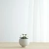Flash Sale ๐ Lulu And Georgia Sutton Self-Watering Planter By Greenery Unlimited New ๐ฏ 2 Lulu And Georgia Sutton Self-Watering Planter By Greenery Unlimited New