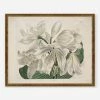 Lulu And Georgia 'White Cape - Coast Lily' Print By Sydenham Edwards